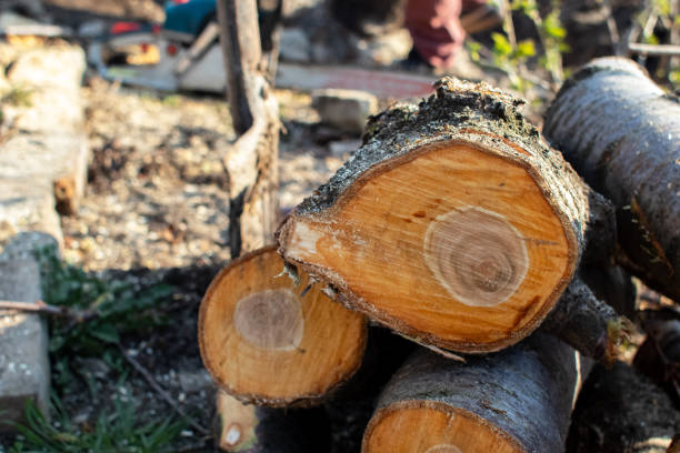 Best Fruit Tree Pruning  in Boulder, MT