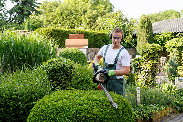 Professional Tree Services in Boulder, MT