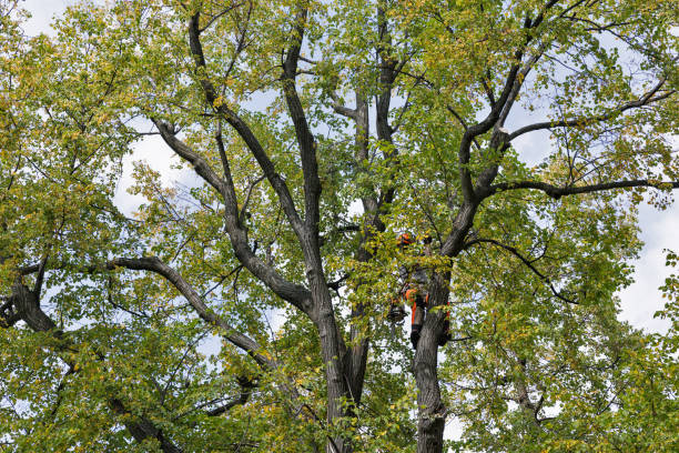 How Our Tree Care Process Works  in  Boulder, MT